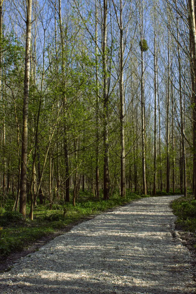 Dunajský luh — Bodíky – 2