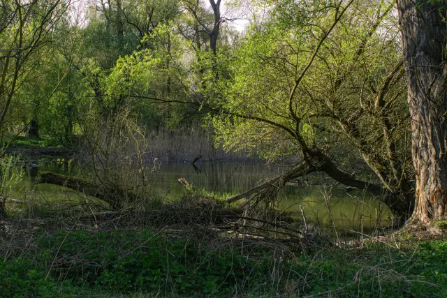 Dunajský luh — Bodíky – 15
