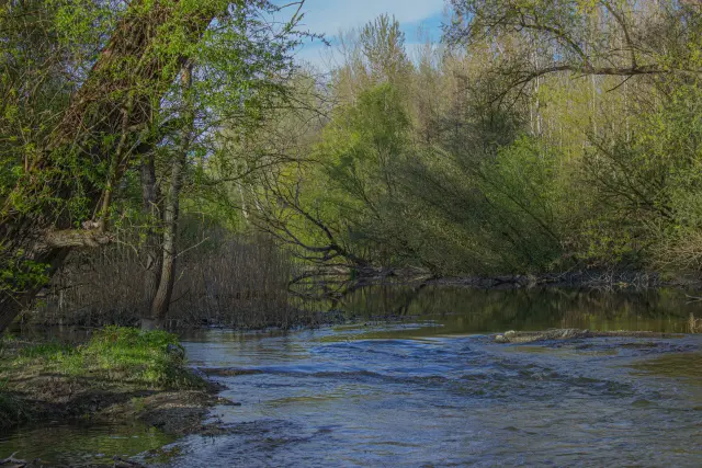 Dunajský luh — Bodíky – 24