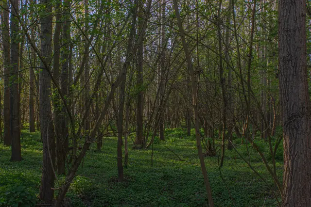 Dunajský luh — Bodíky – 32